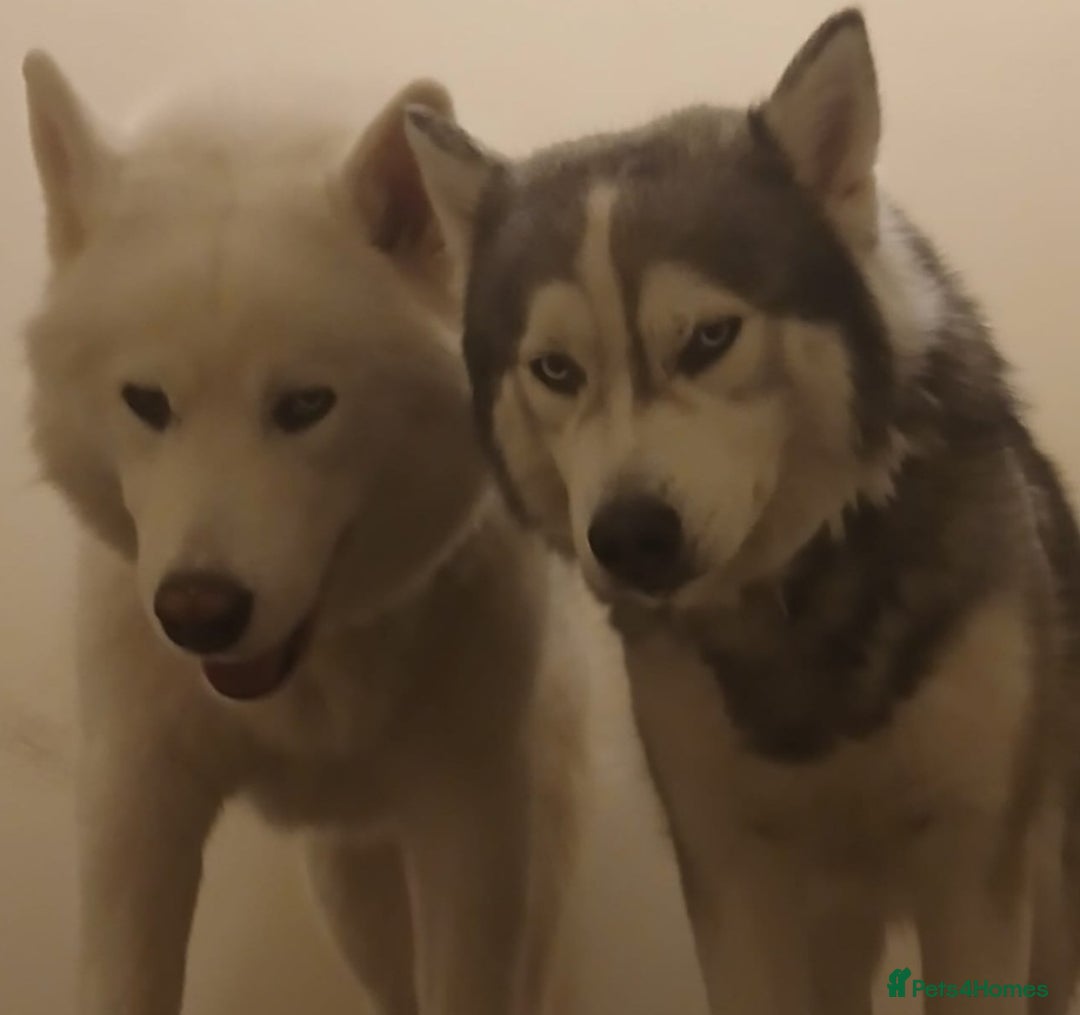 Siberian Husky dogs for sale: 7 SIBERIAN HUSKYS, 4 BOYS, 3 GIRLS - Advert 2