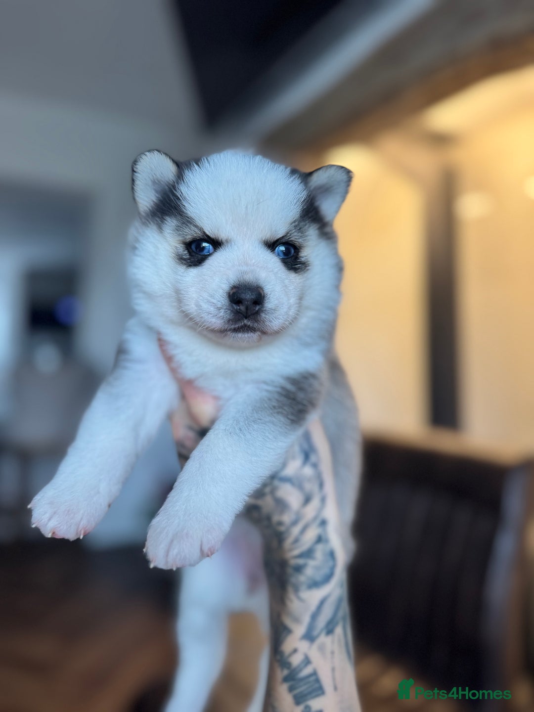 Pomsky dogs for sale: Lilac sired F2 masked Pomsky blue eyes  - Advert 22