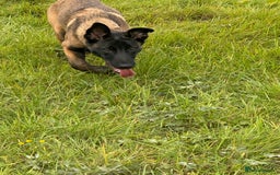 Belgian Shepherd Dog dogs for sale: Belgian malinios rehoming  - Image 4