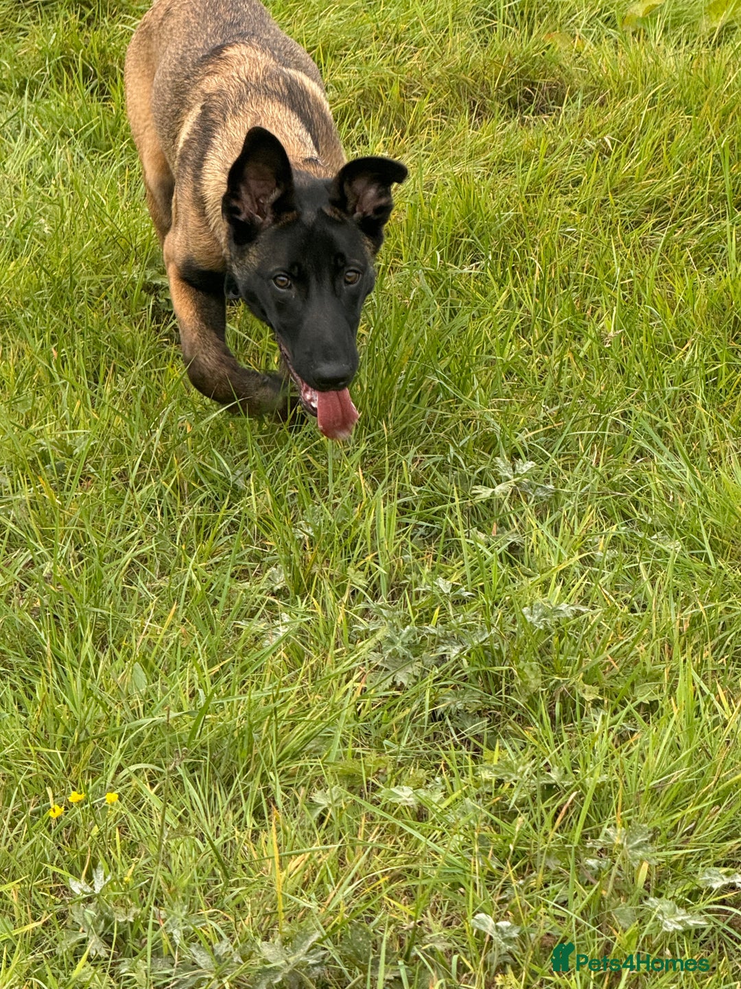 Belgian Shepherd Dog dogs for sale: Belgian malinios rehoming  - Image 4