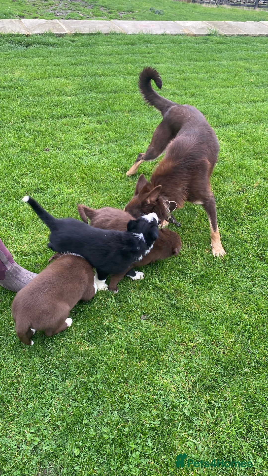 Mixed Breed dogs for sale: Beautiful Kelpie/Collie cross puppies - Advert 2