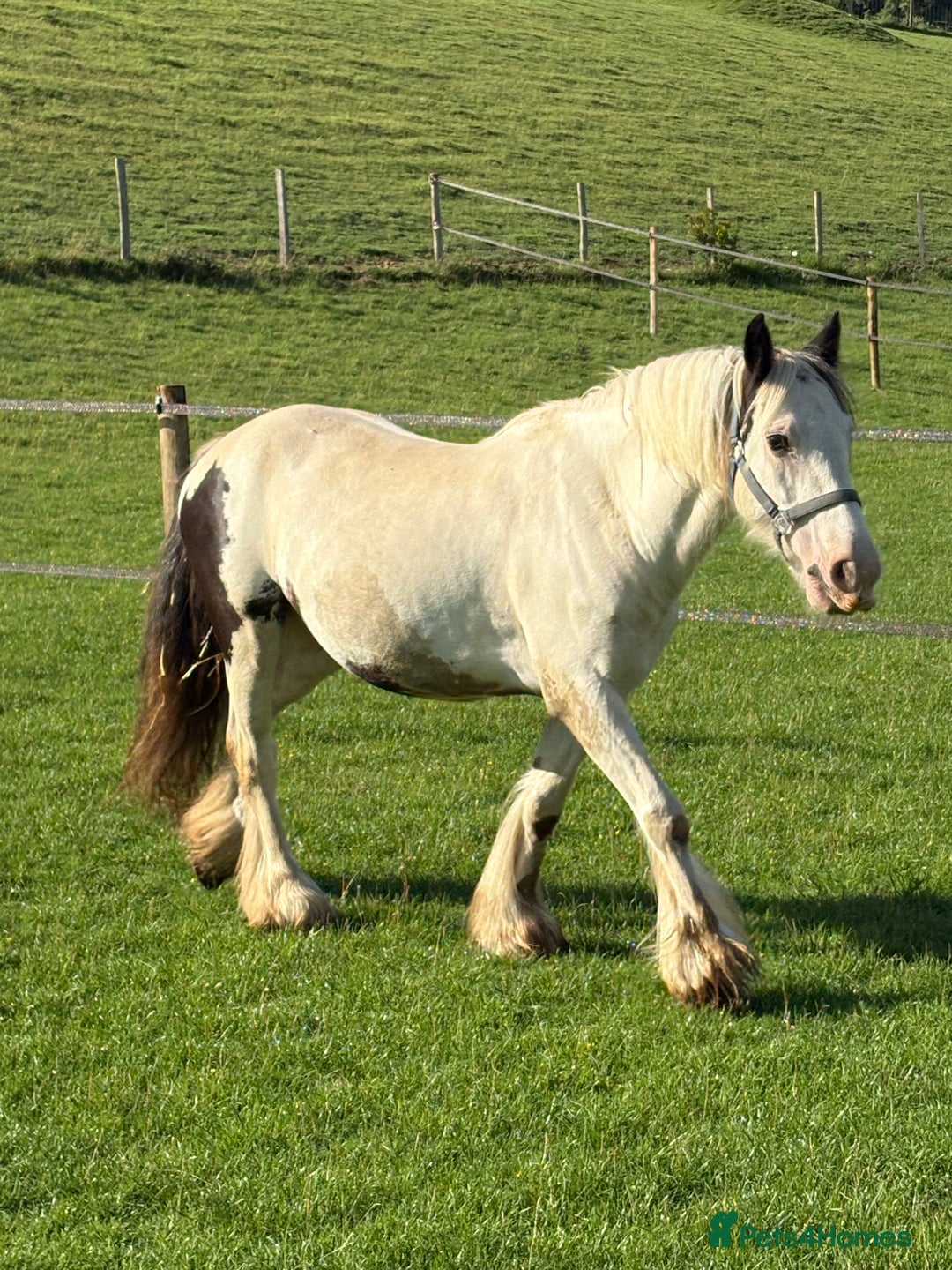 Irish Cob horses for sale: Maximus - Image 2