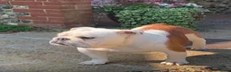 English Bulldog dogs for sale: English bulldog gorgeous pups kc registered  - Advert 26