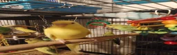 Budgerigars birds for sale: Beautiful baby budgies  - Advert 7