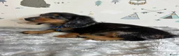 Miniature Dachshund dogs for sale: Long Haired Miniature Dachshund puppies,  - Advert 12