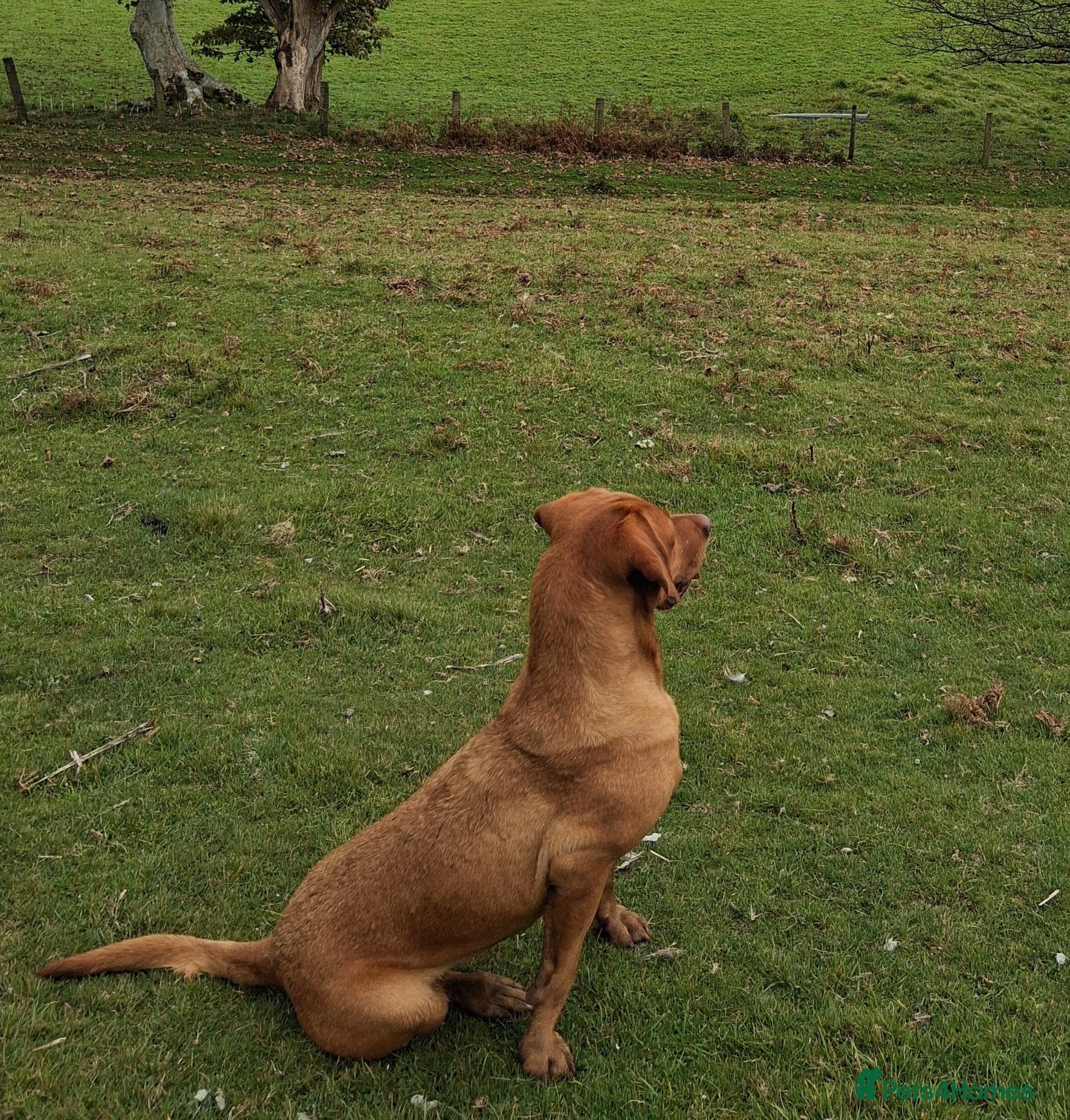 Labrador Retriever dogs  Working Golden Labrador puppies - Advert 16