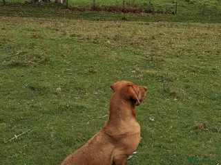 Labrador Retriever dogs Working Golden Labrador puppies - Advert 16