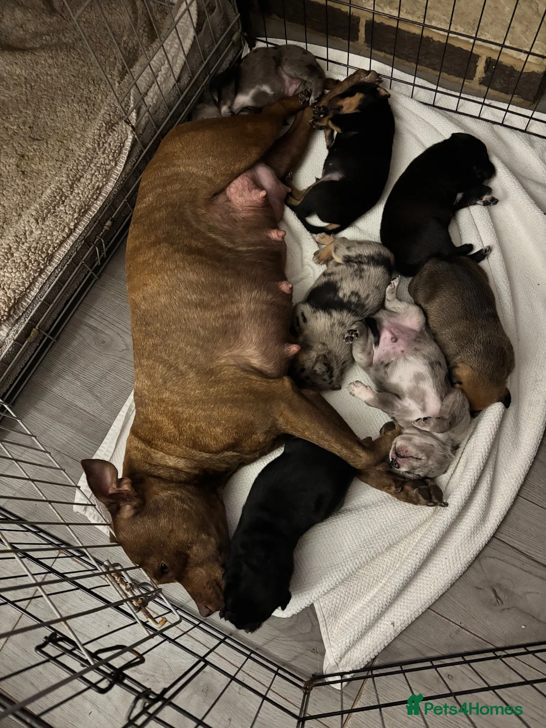 Mixed Breed dogs for sale: Gorgeous staffy x collie Pups  - Advert 2