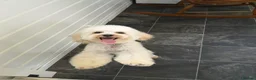 Toy Poodle dogs for sale: Extensively Health-Tested Female Toy Poodle Puppy - Advert 5
