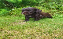 Cocker Spaniel dogs for sale: FTCH, KC REG working cocker pups - Image 13
