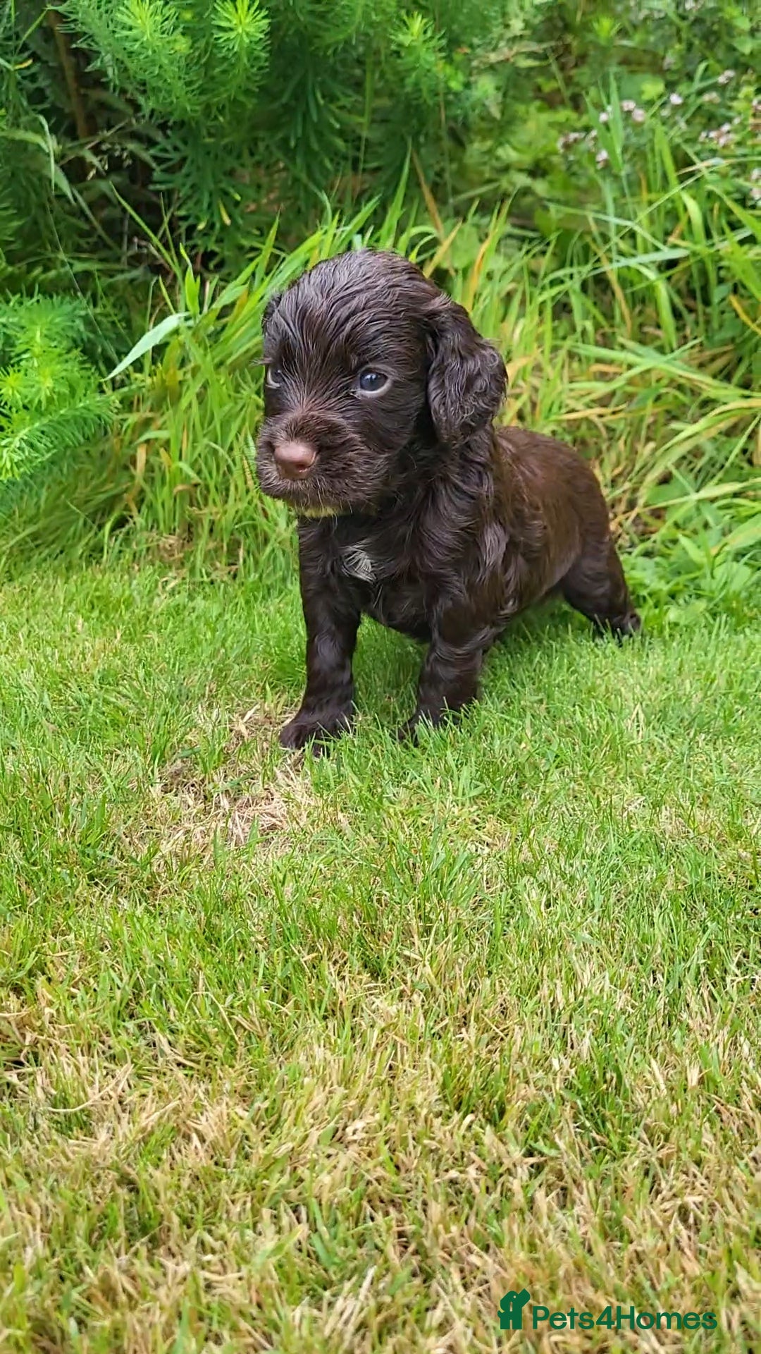 Cocker Spaniel dogs for sale: FTCH, KC REG working cocker pups - Image 13