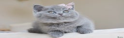 British Shorthair cats for stud: Blue British Shorthair - for stud duties  - Advert 8