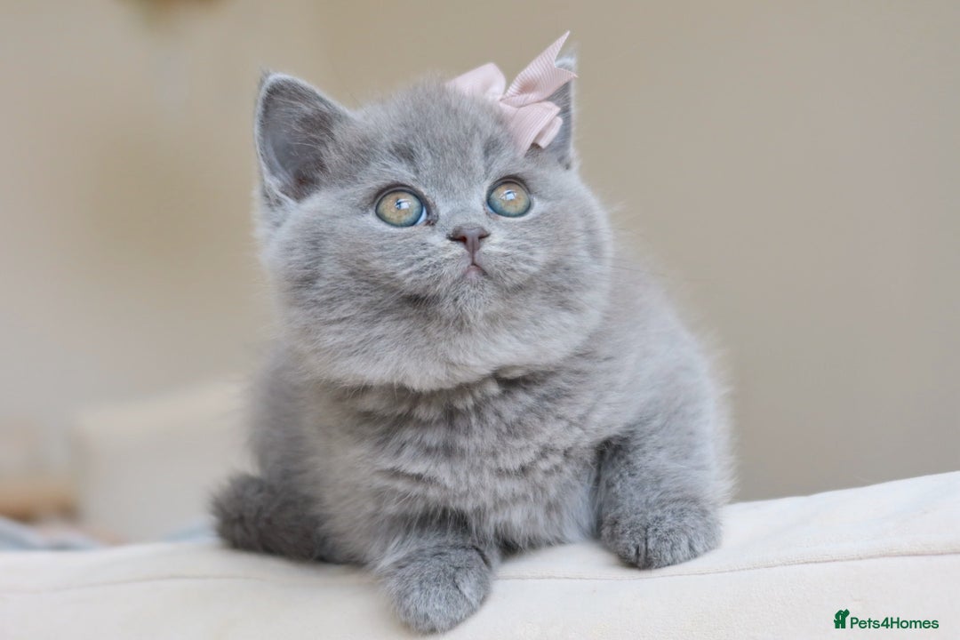 British Shorthair cats for stud: Blue British Shorthair - for stud duties  - Advert 8