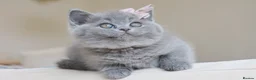 British Shorthair cats for stud: Blue British Shorthair - for stud duties  - Advert 8