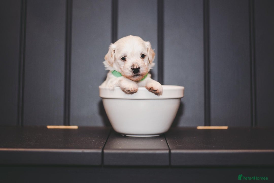 Maltipoo dogs for sale: BEST IN CLASS - F2 MALTIPOO PUPPIES - Advert 11