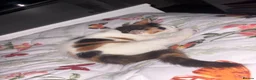 Mixed Breed cats for sale: Beautiful Calico girl - Advert 5