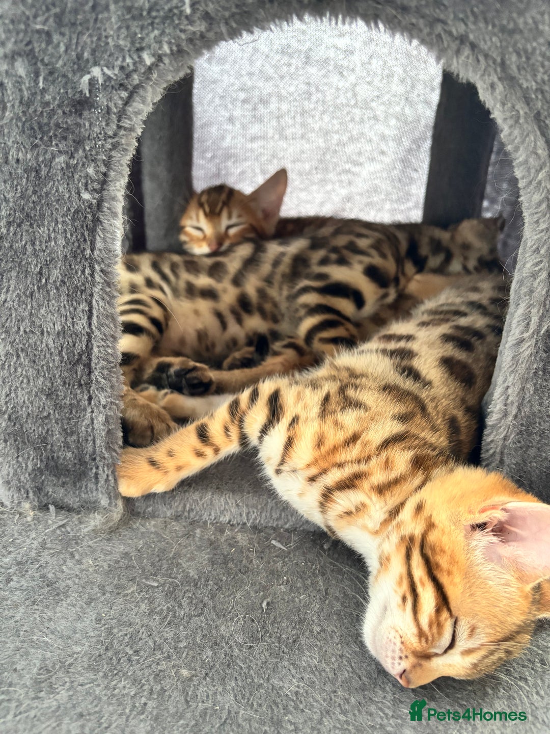 Bengal cats for sale: 2 lovable bengal brothers - Advert 13