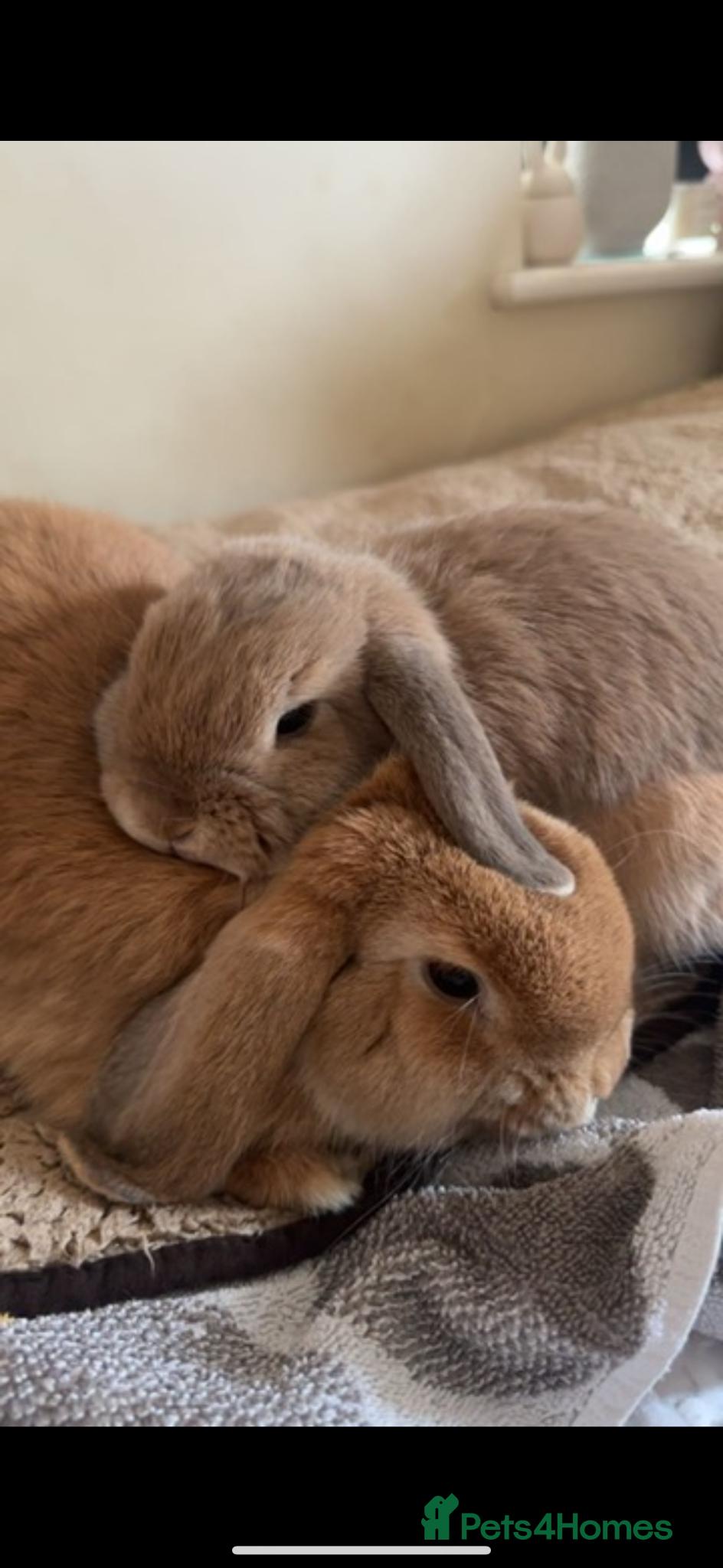 Mini Lop rabbits Pair of Mini Lops  - Advert 1