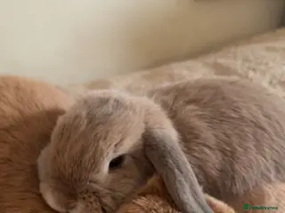 Mini Lop rabbits Pair of Mini Lops - Advert 1