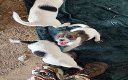 Jack Russell dogs for sale: Jack Russell puppies rough/smooth coat ready now  - Image 9