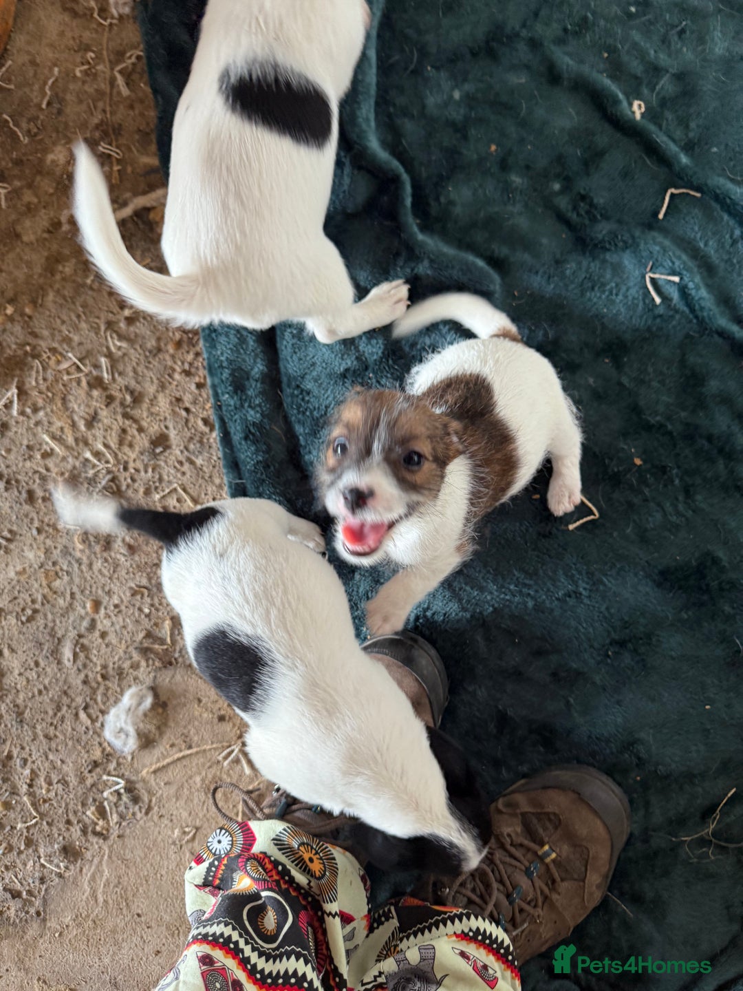 Jack Russell dogs for sale: Jack Russell puppies rough/smooth coat ready now  - Image 9