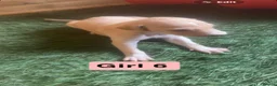 Mixed Breed dogs for sale: Saluki greyhound  - Advert 2