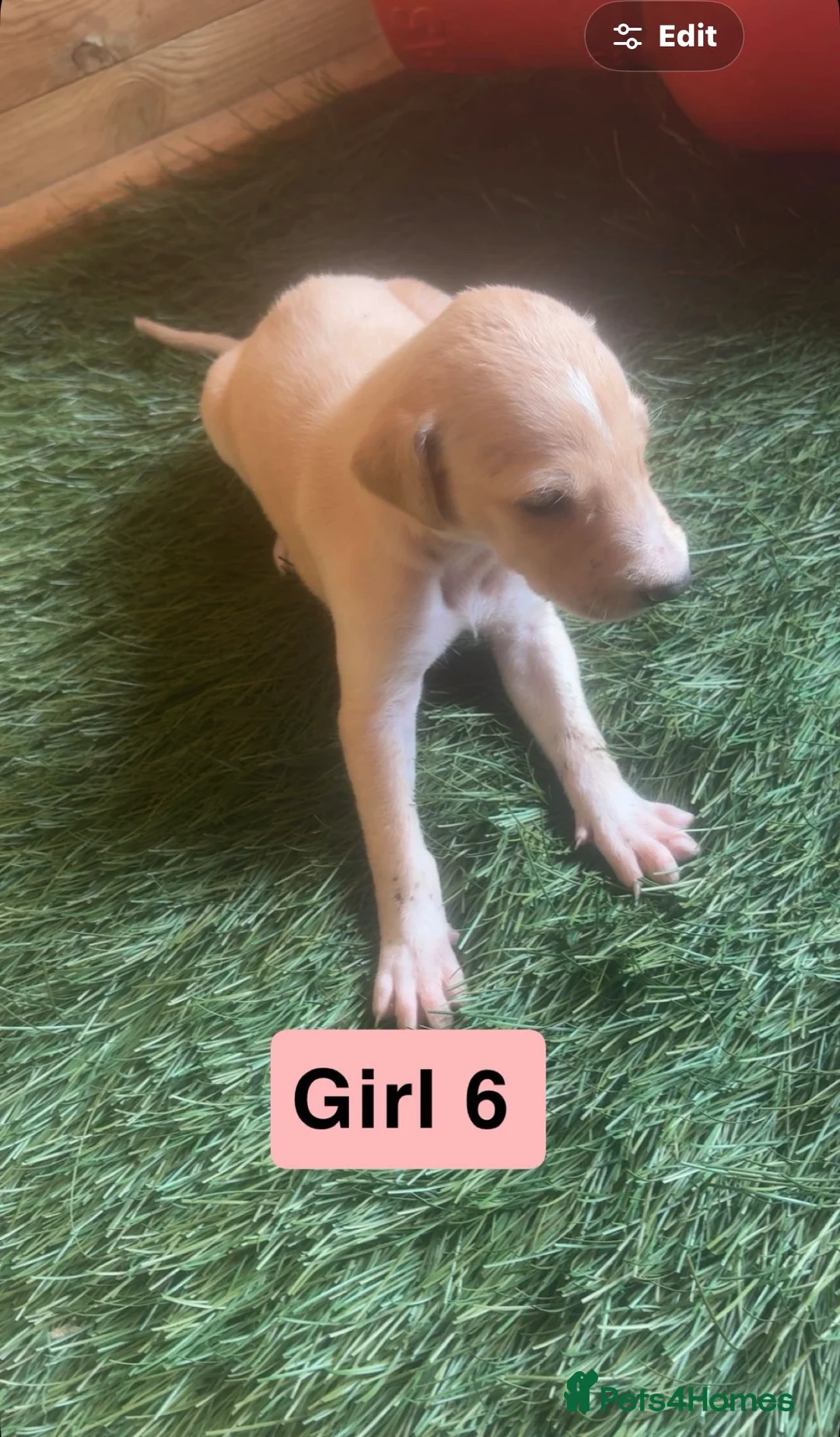 Mixed Breed dogs for sale: Saluki greyhound  - Advert 2
