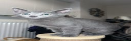 Russian Blue cats for sale: Gorgeous Championship Russian blue kittens  - Advert 25