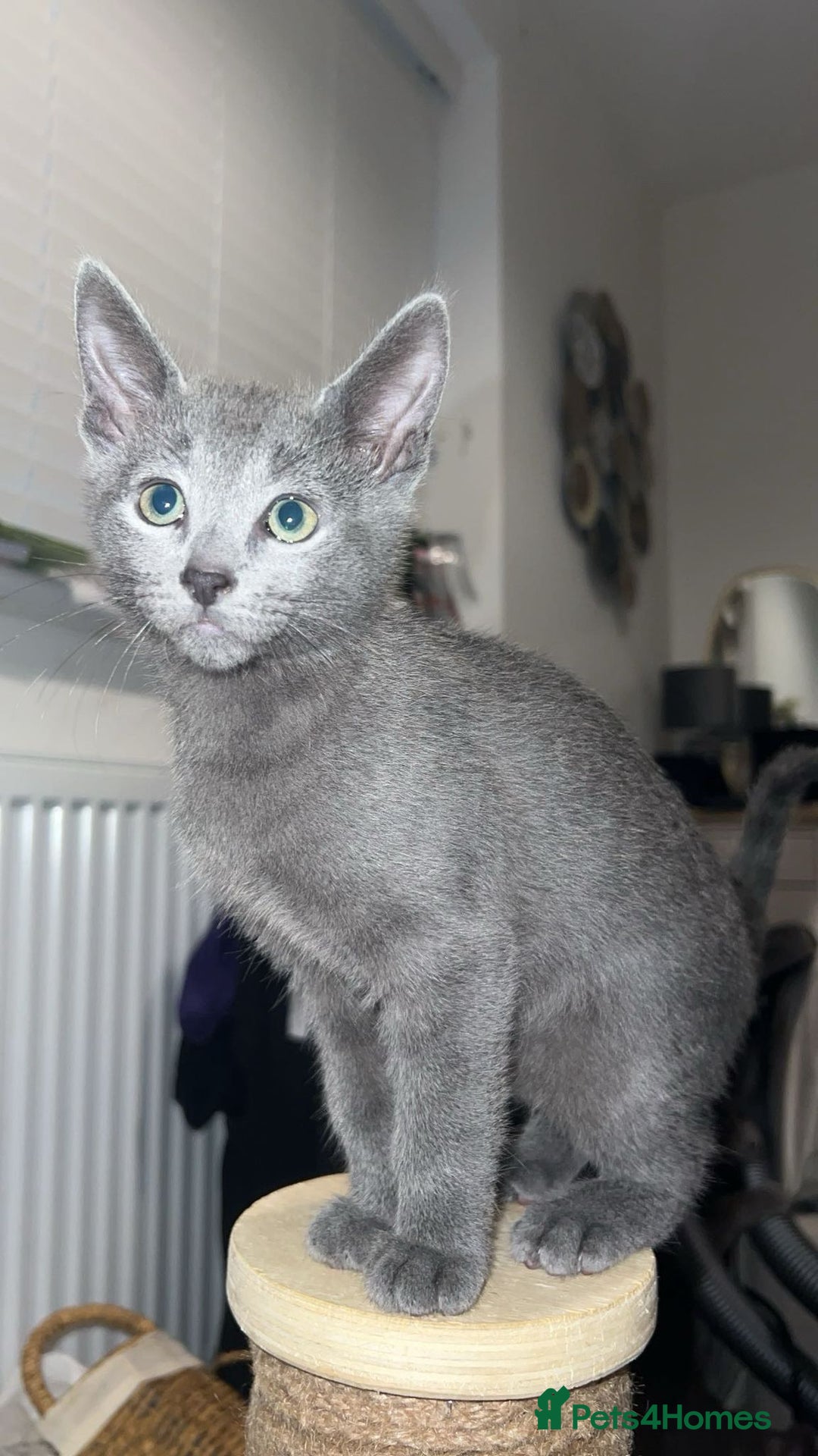 Russian Blue cats for sale: Gorgeous Championship Russian blue kittens  - Advert 25