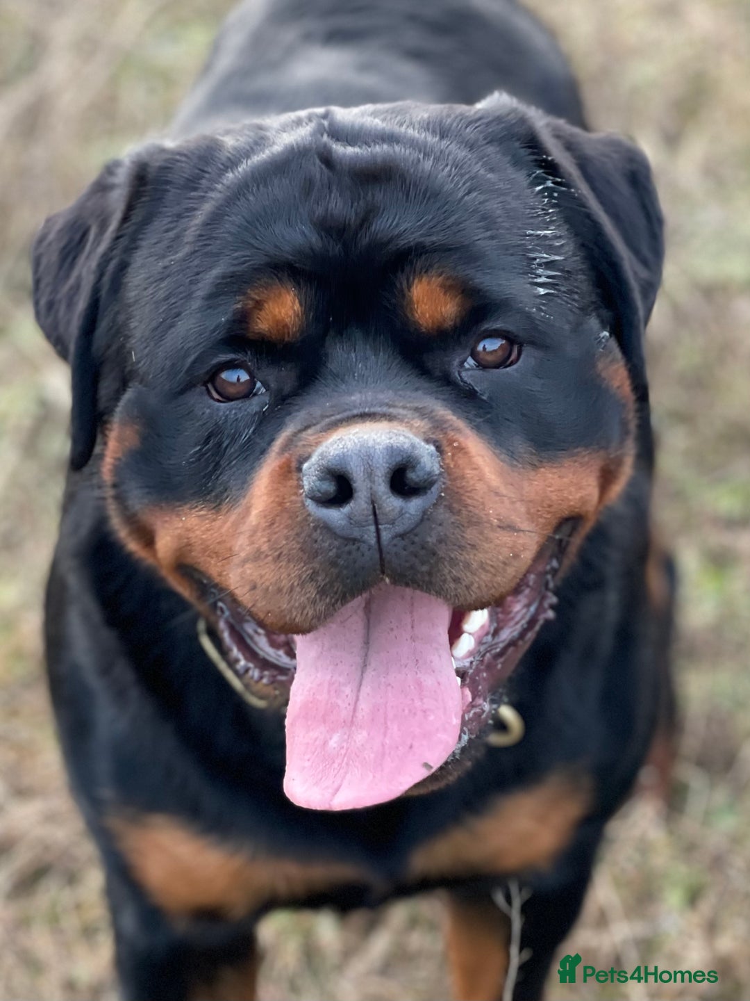 Rottweiler dogs for stud: BEAUTIFUL OLD TYPE BIG BONED ROTTIE! For stud in Mansfield - Advert 9
