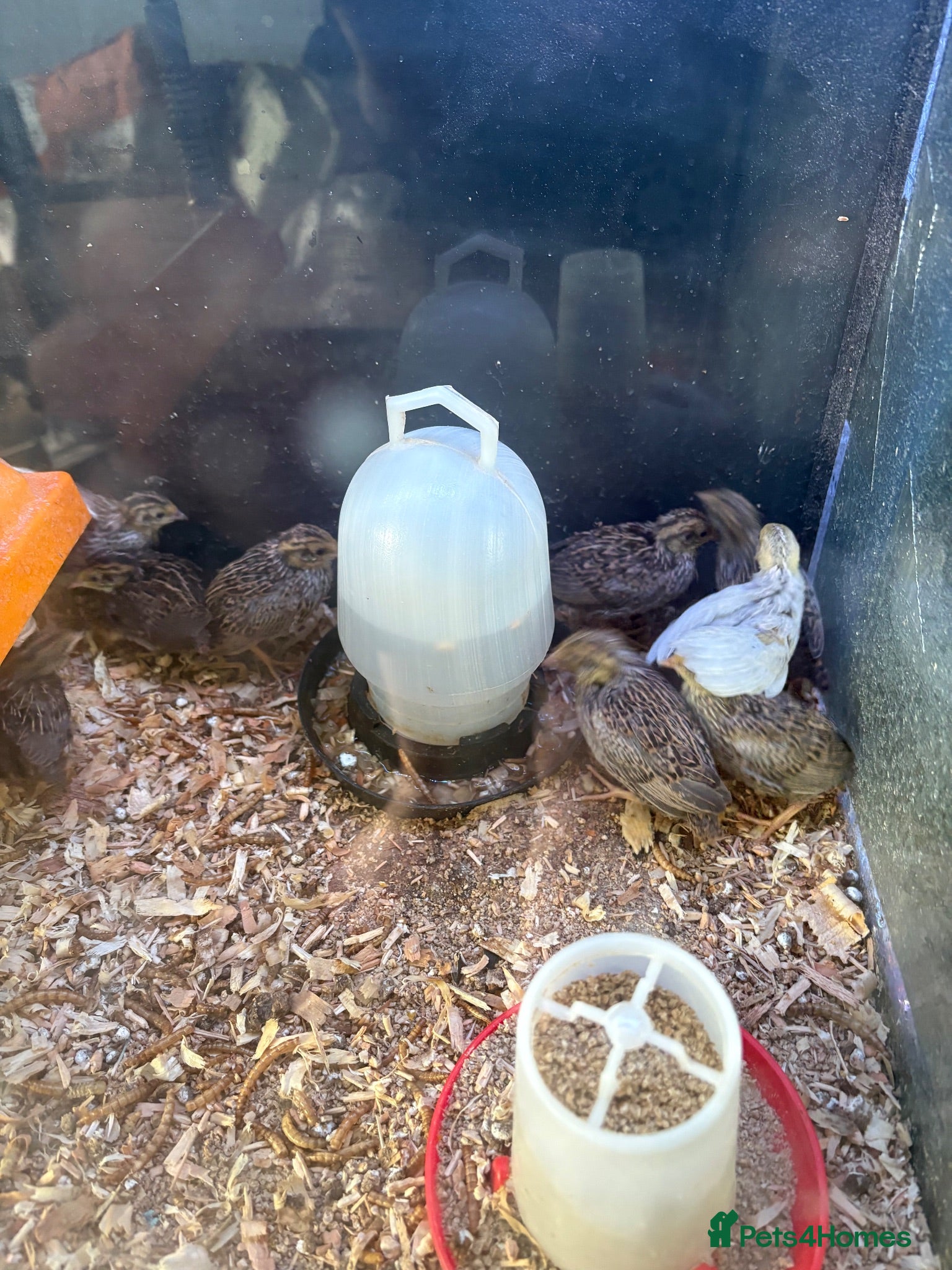 Quail poultry Button quail  - Advert 2