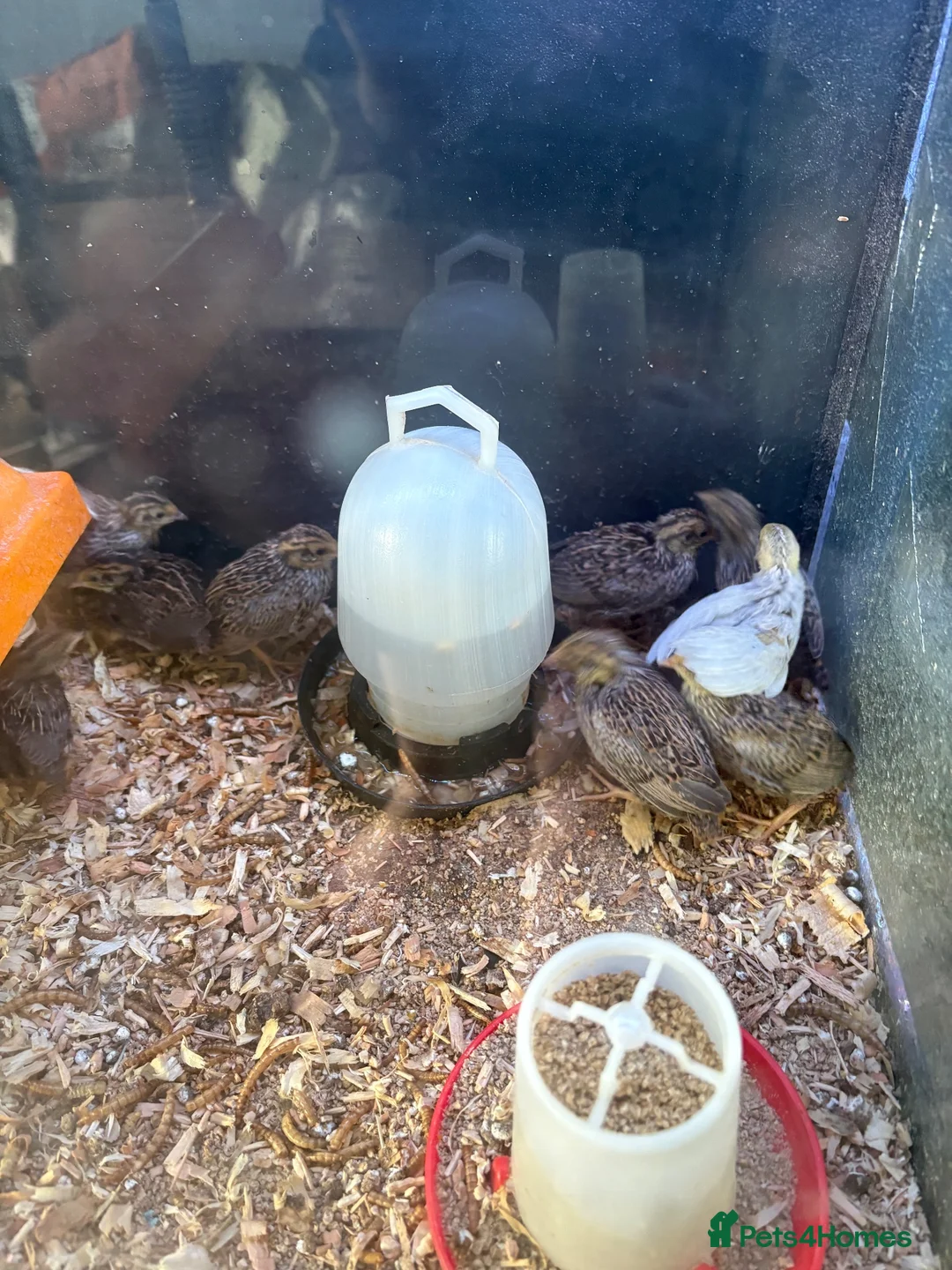 Quail poultry for sale: Button quail  - Advert 2