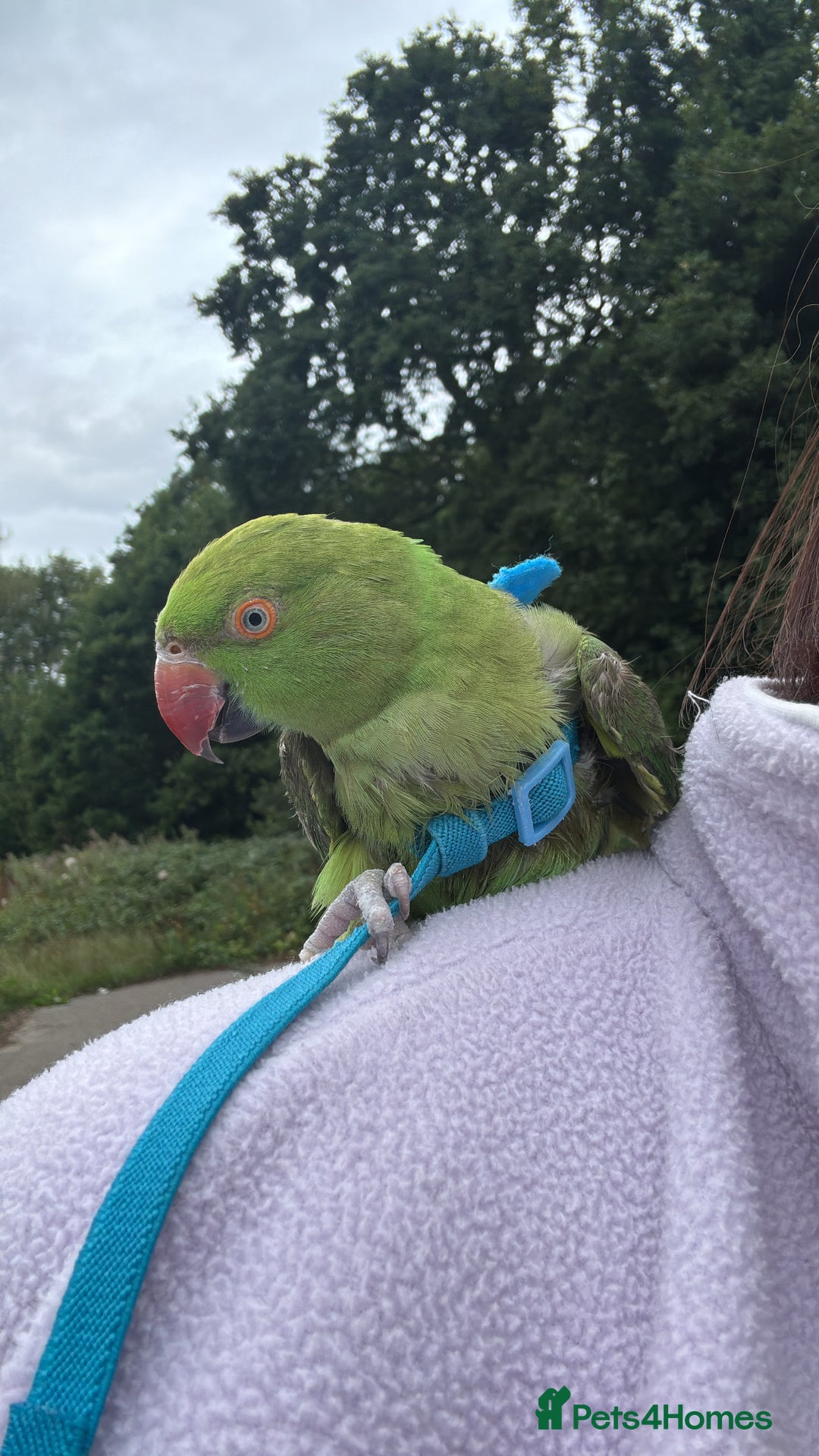 Ringnecks birds for sale: Indian ring neck  - Advert 5