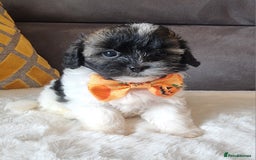Shihpoo dogs for sale: Adorable little Shihpoo's, sold fully vaccinated - Image 11