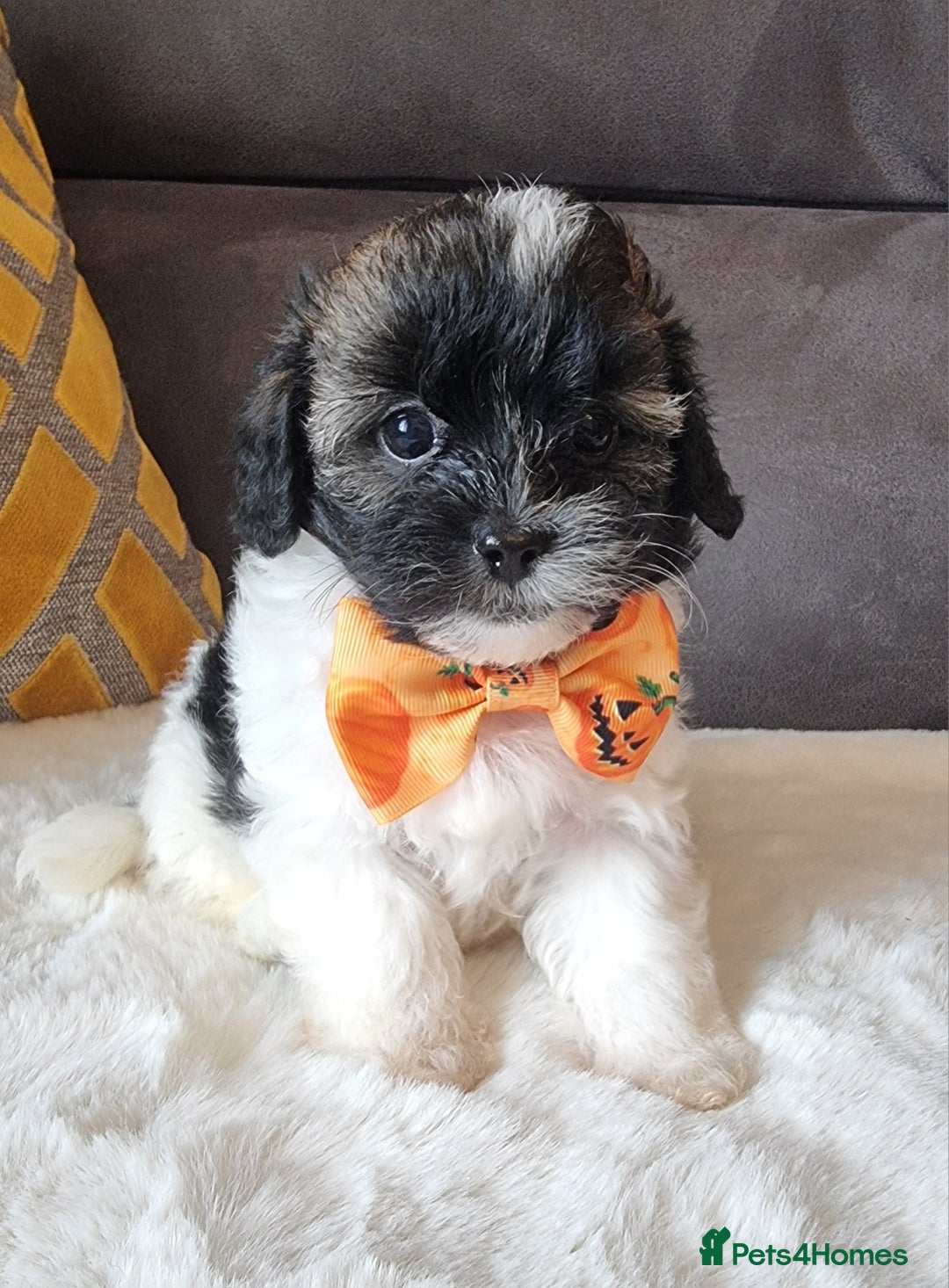 Shihpoo dogs for sale: Adorable little Shihpoo's, sold fully vaccinated - Image 11