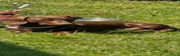 Miniature Dachshund dogs for stud: Chocolate/isabella miniature dachshund  in Darlington - Advert 8