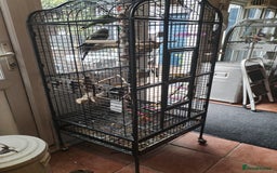 Parakeets birds for sale: Two beautiful birds with cage - Image 1
