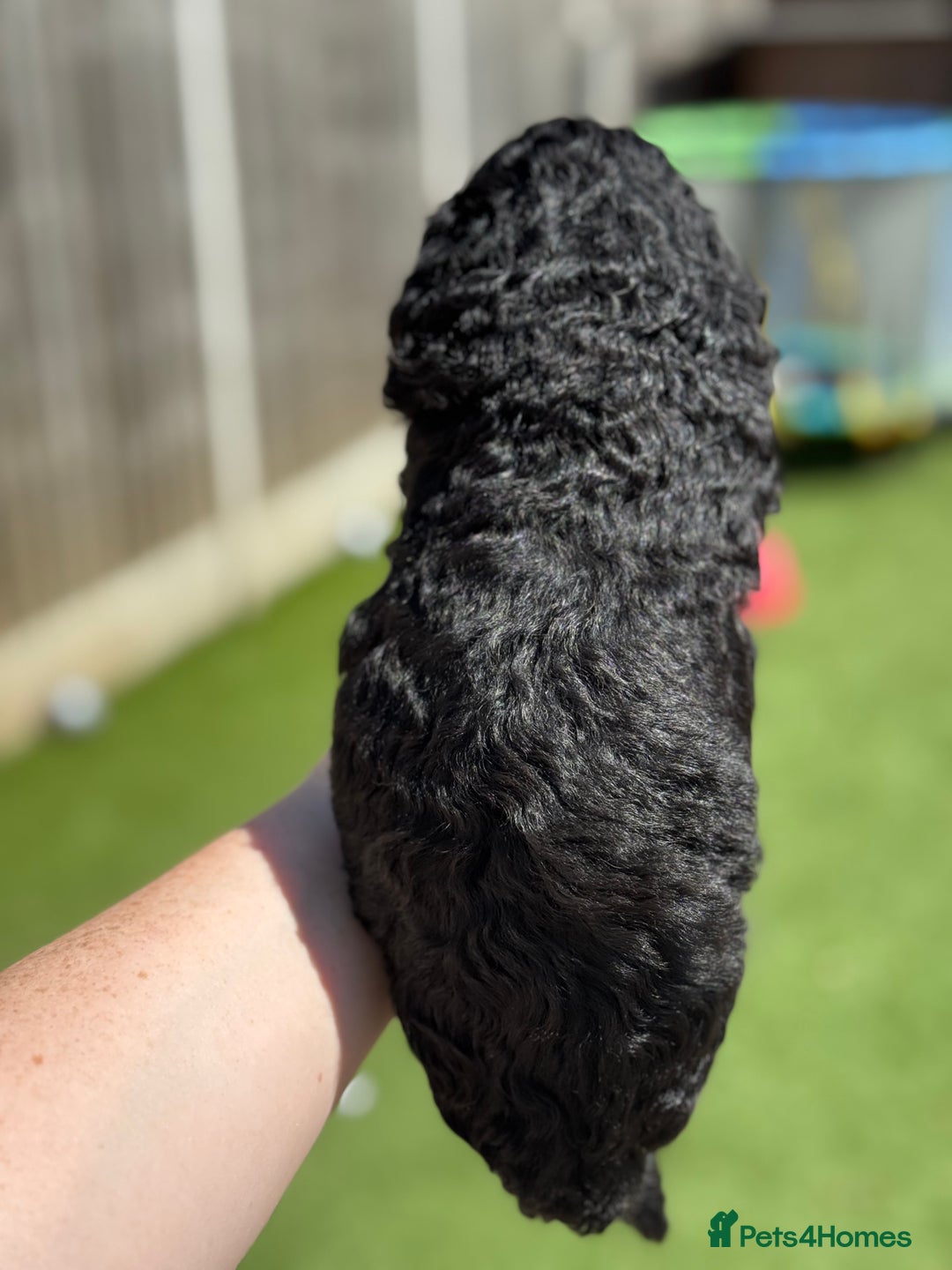 Sheepadoodle dogs for sale: Miniature Sheepadoodles (F1) - Image 30