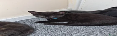 Mixed Breed 2