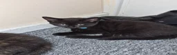 Mixed Breed cats for sale: Kittens for sale - Advert 3