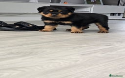 Rottweiler dogs for sale: True Quality Rottweiler Female Puppy  - Image 1