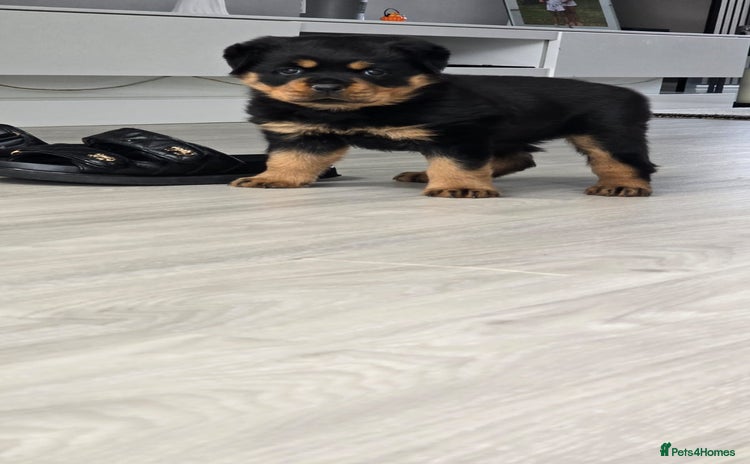 Rottweiler dogs - Advert 1