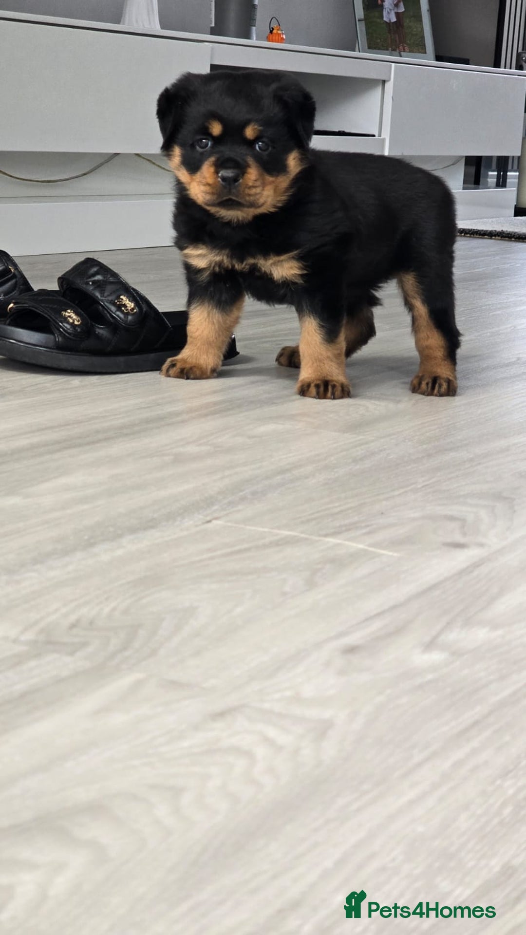 Rottweiler dogs for sale: True Quality Rottweiler Female Puppy  - Image 1