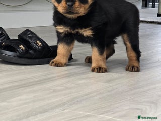 Rottweiler dogs - Advert 15