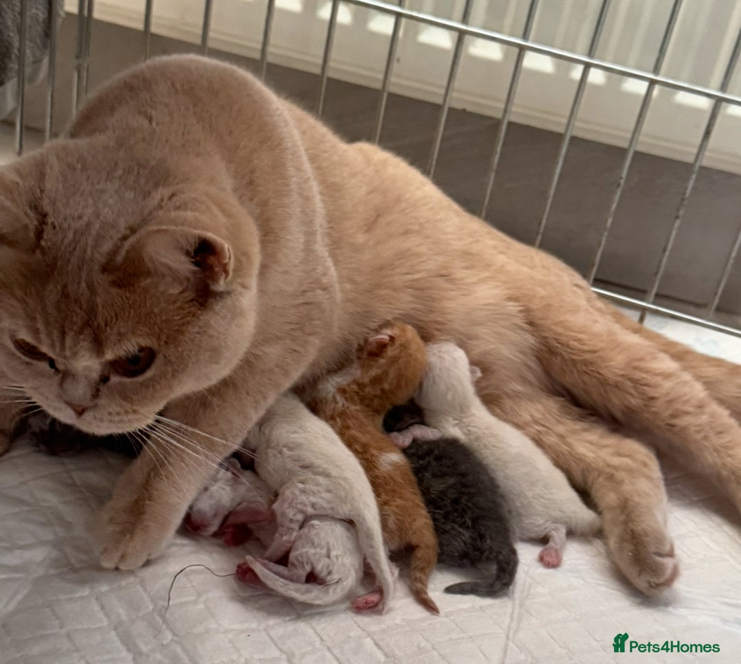 British Shorthair cats for sale: Blue tortie ready from Friday TICA can deliver  - Advert 13