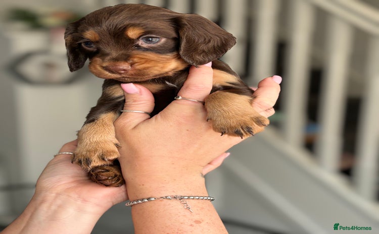 Cocker Spaniel dogs - Advert 8