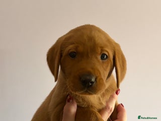 Labrador Retriever dogs One Girl Red fox KC Puppy Available ready to view - Advert 2