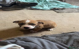 Mixed Breed dogs for sale: Gorgeous litter of puppies red fawn  - Image 6