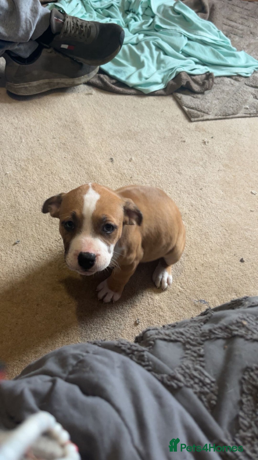 Mixed Breed dogs for sale: Gorgeous litter of puppies red fawn  - Image 6