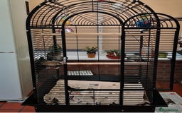 Parrots birds for sale: Hand Reared African Grey - Image 3